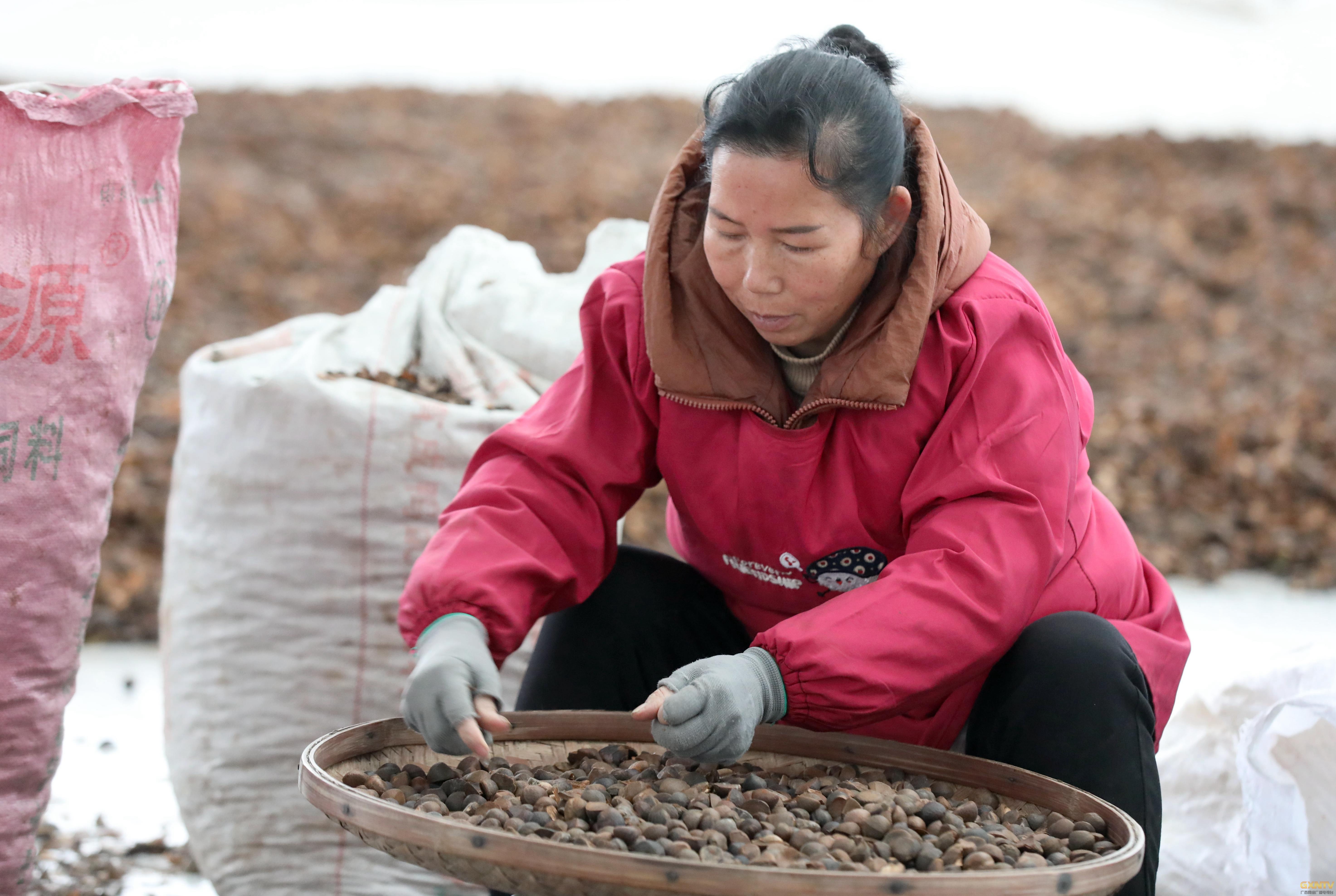 在三江侗族自治縣鬥江鎮一家茶油精深加工廠選油茶籽,準備用於榨油