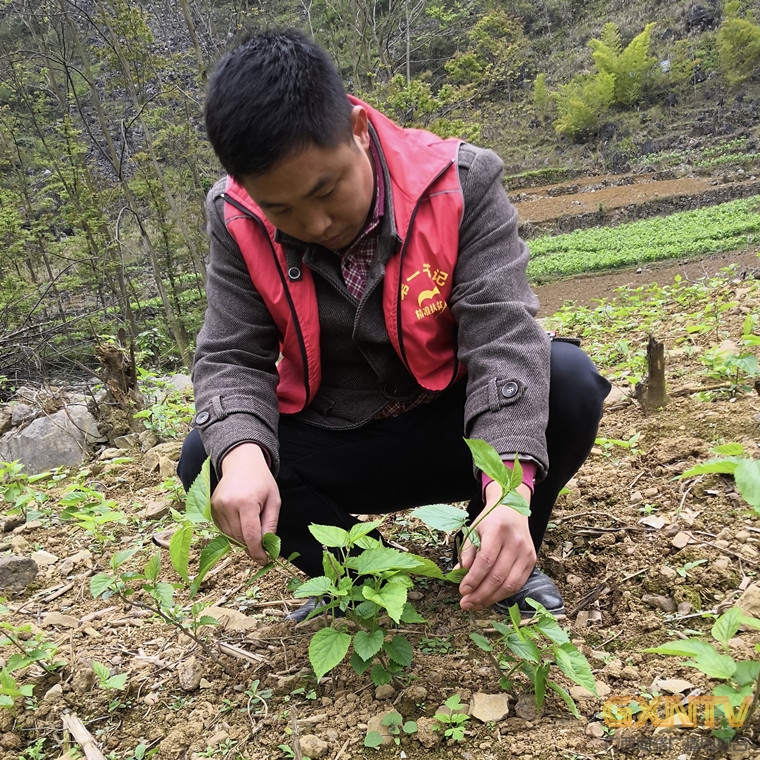 为百姓情洒山乡 为脱贫谋划发展——记凌云县沙里乡八洞村第一书记吴