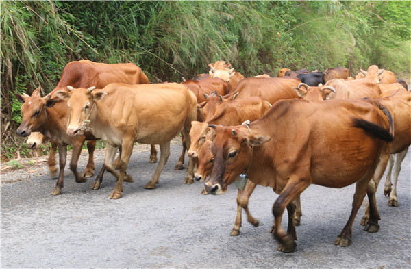 隆林|隆林黄牛_新闻频道_广西网络广播电视台