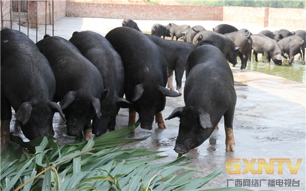 广西隆林黑猪简介图片