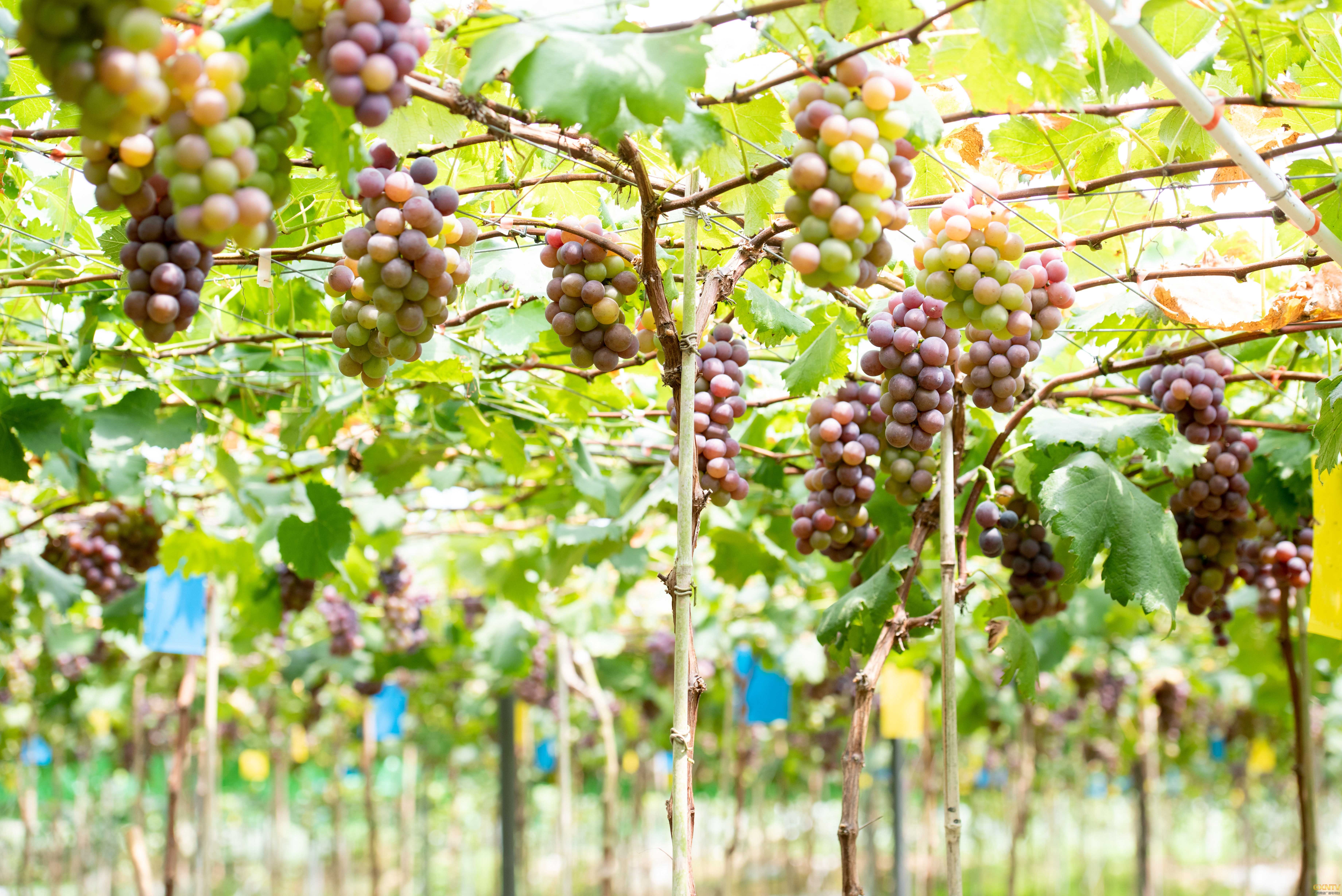 大棚下的葡萄美如画