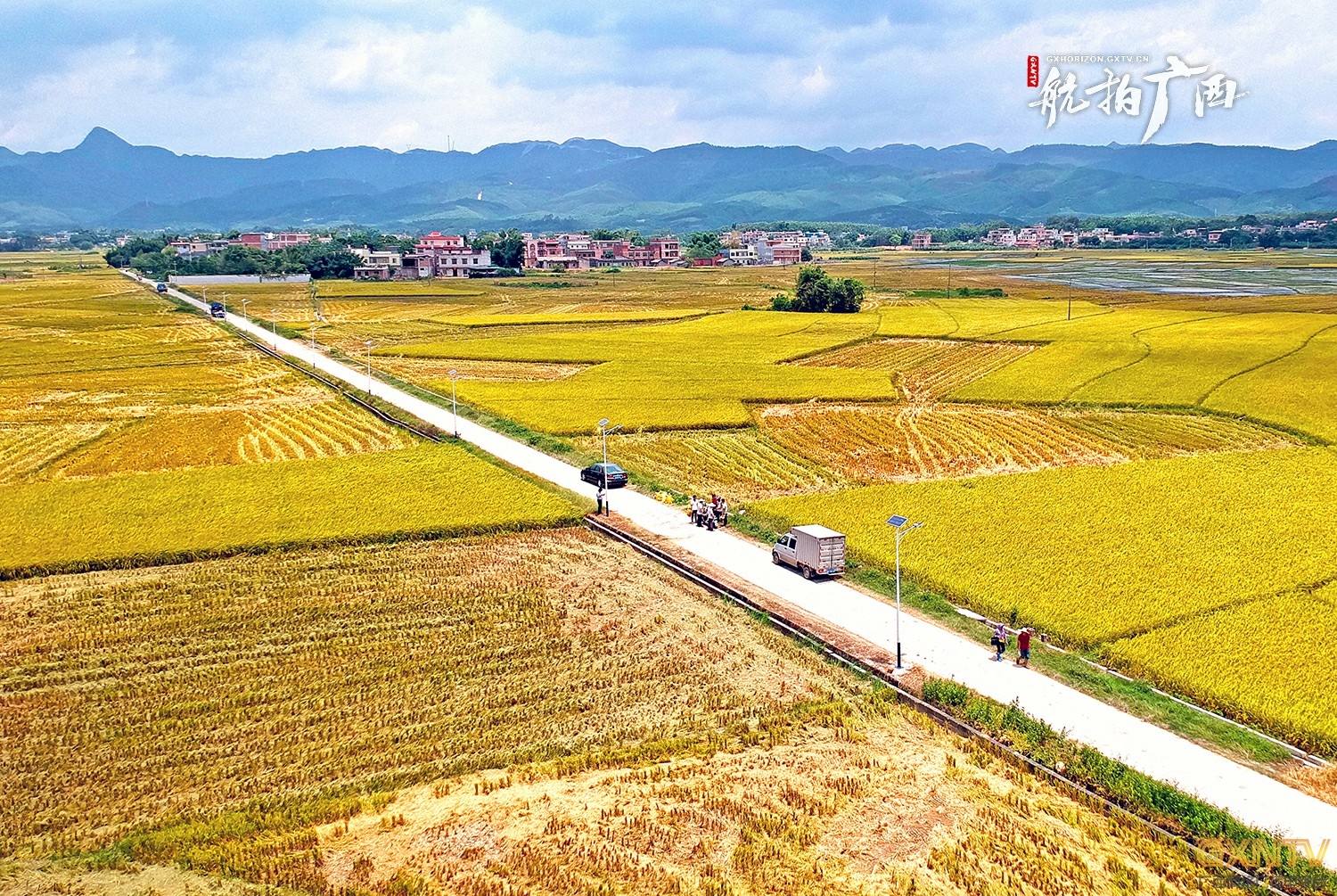 一片金黄港北区大圩镇石古村稻谷丰收啦