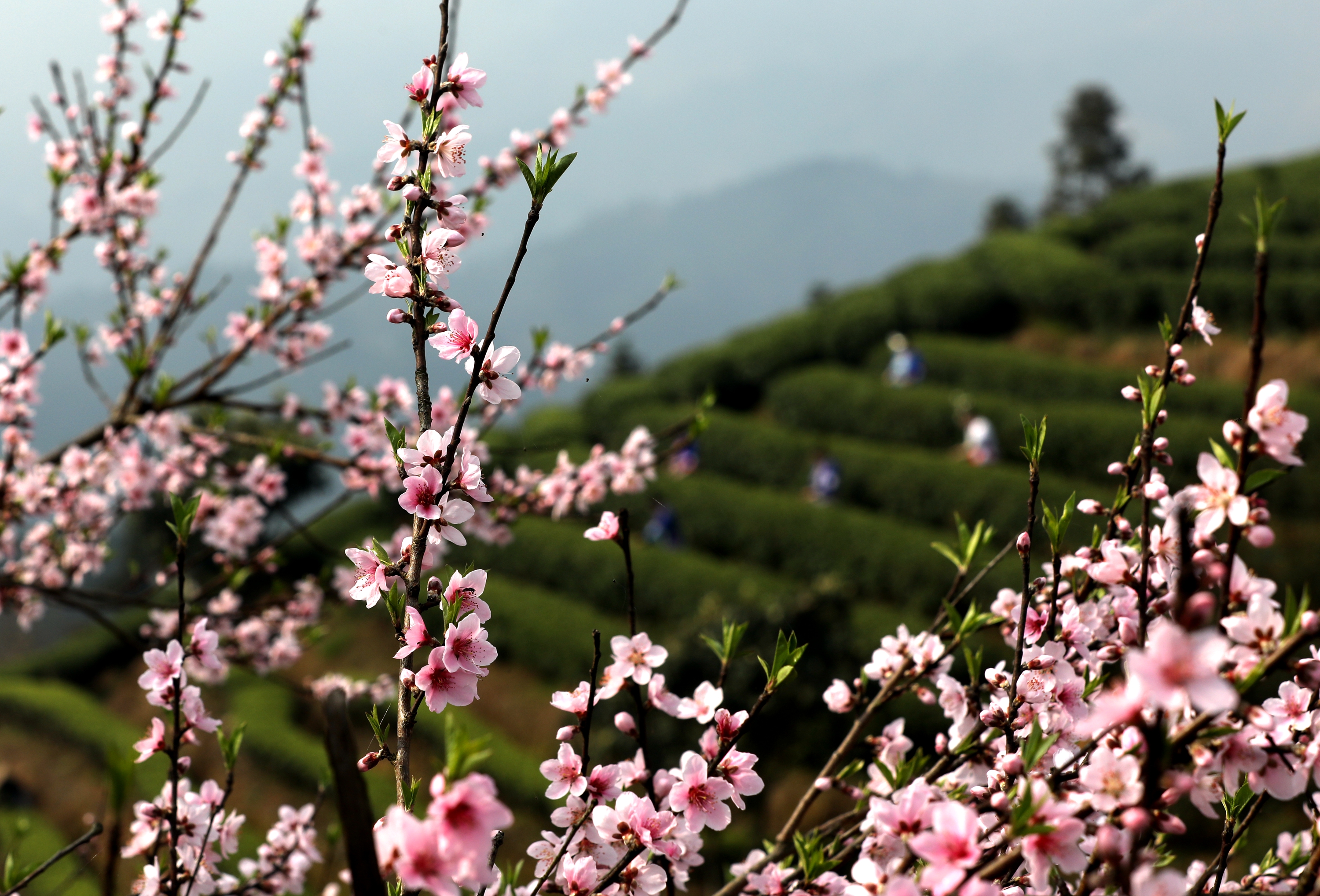 广西三江:春到侗乡茶园美
