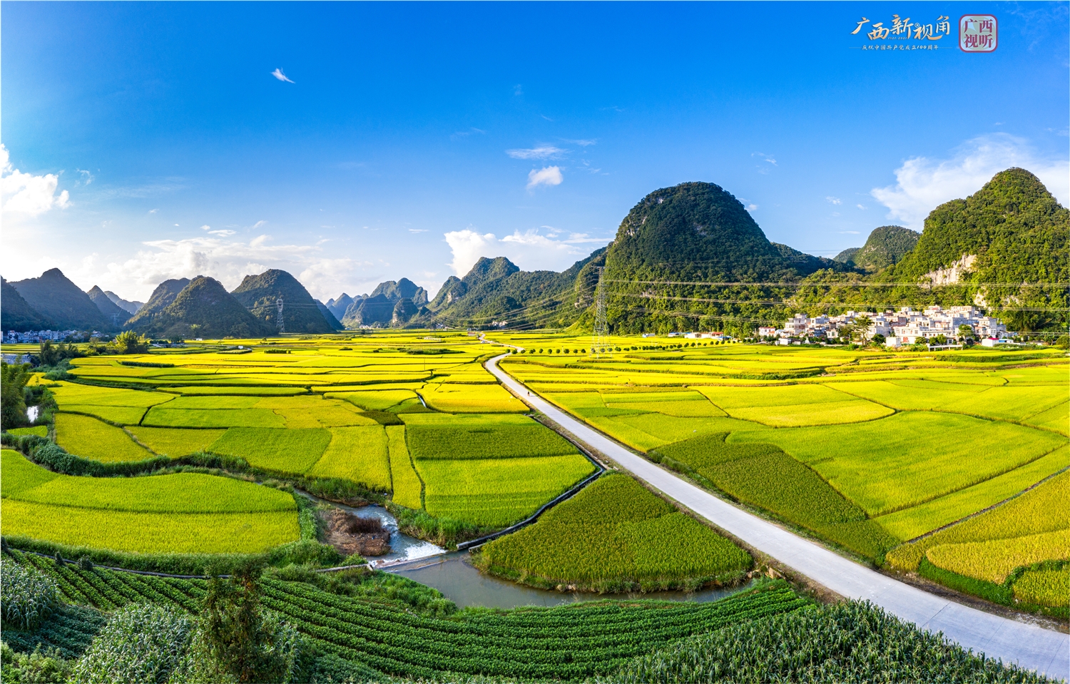 靖西金色稻田