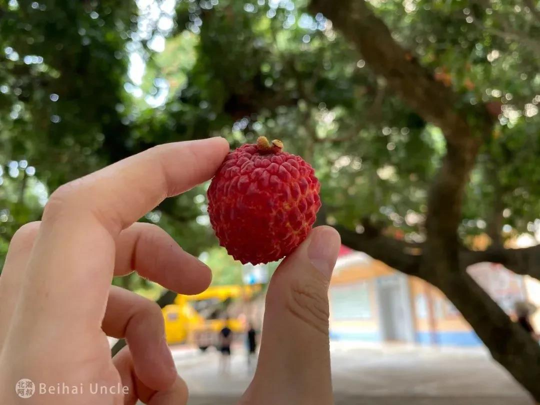 北海一校园荔枝丰收,全校师生免费吃!网友:现在报名还来得及吗?