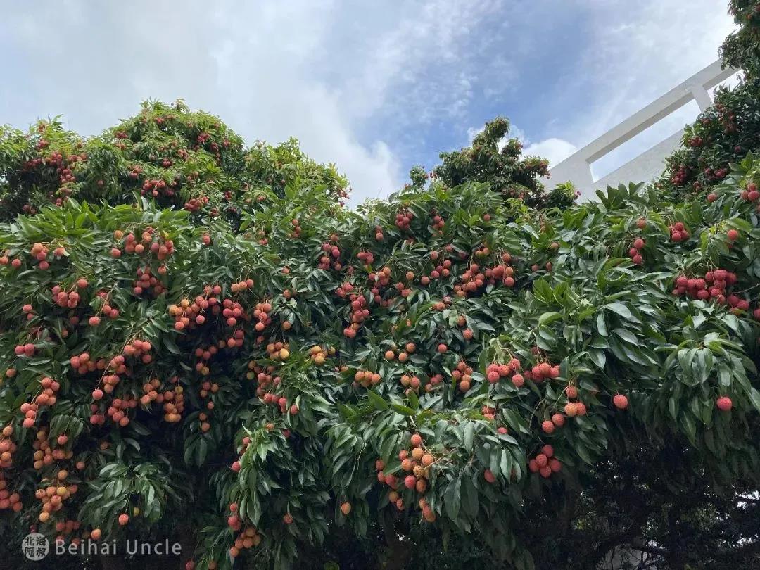 北海一校园荔枝丰收,全校师生免费吃!网友:现在报名还来得及吗?