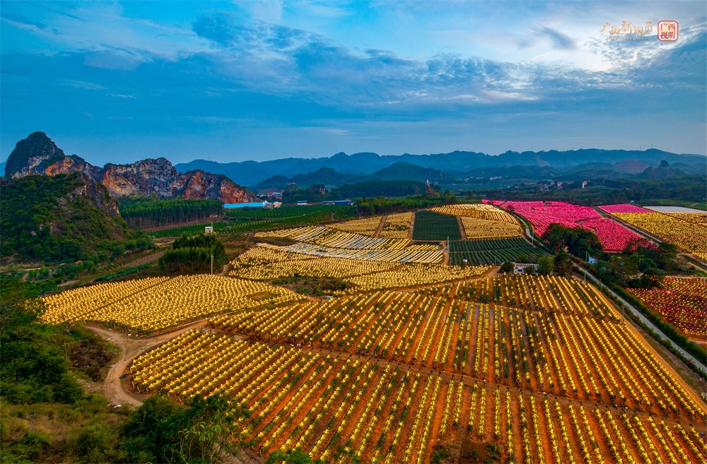 火龙果基地红红 火