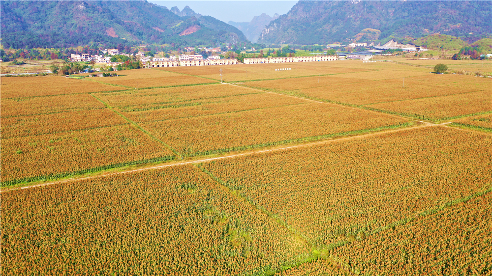 乡村振兴广西南丹县高粱获丰收农民采收忙