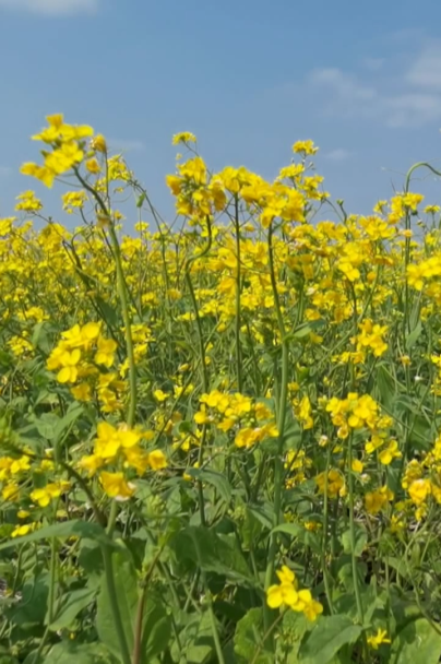 宾阳油菜花图片