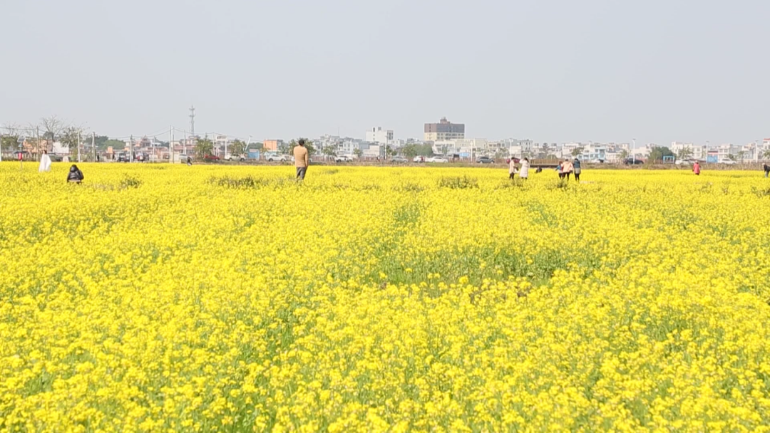 宾阳油菜花图片