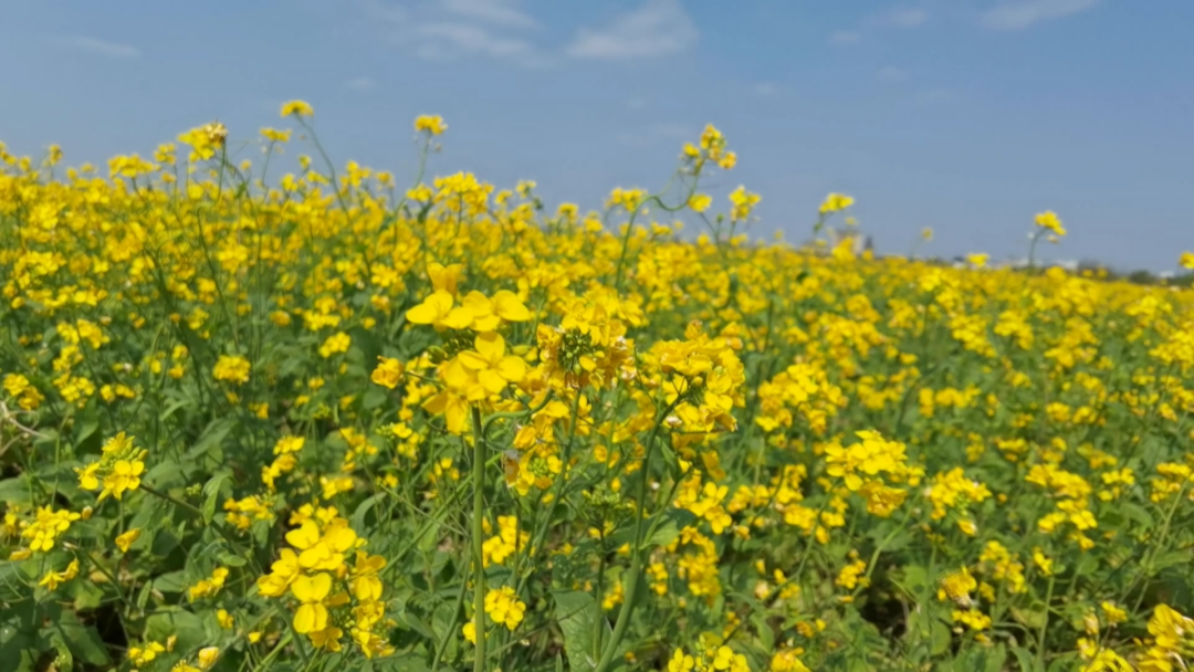 宾阳油菜花图片