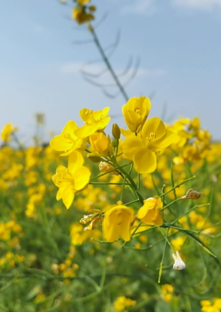 宾阳油菜花图片