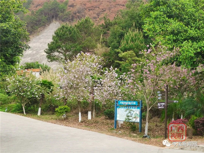 东山文化公园内百花齐放,满园皆春色迟日江山丽,春风花草香为岑溪增添