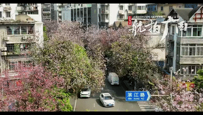 就在本周六！柳州迎来紫荆花盛花期