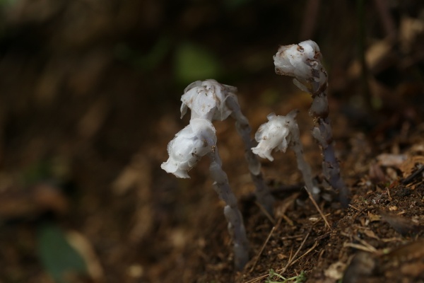罕见!姑婆山发现"幽冥之花"球果假沙晶兰