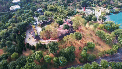 俏也不争春 只把春来报