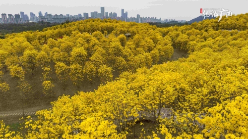 花黄一座山，惊艳一座城