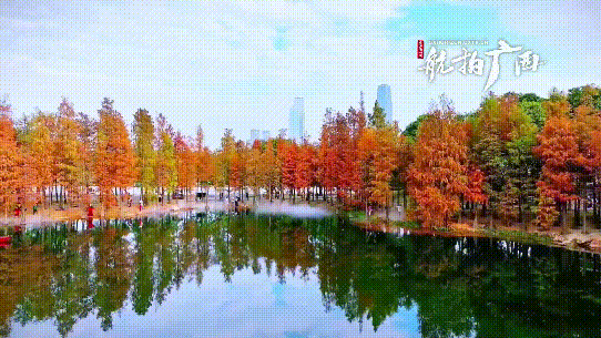 金杉湖畔羽杉红