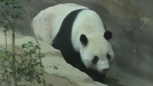 旅马大熊猫“辰星”“晓月”正式亮相