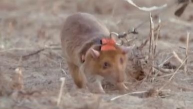 柬埔寨为“扫雷英雄鼠”立雕像